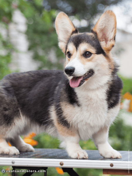 Welsh Corgi Pembroke Colors | Coats and Colors