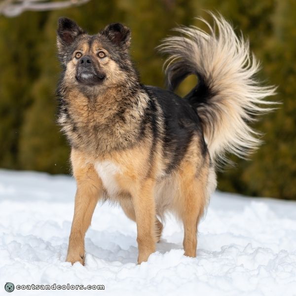 coatsandcolors.com Creeping Tan mixed breed