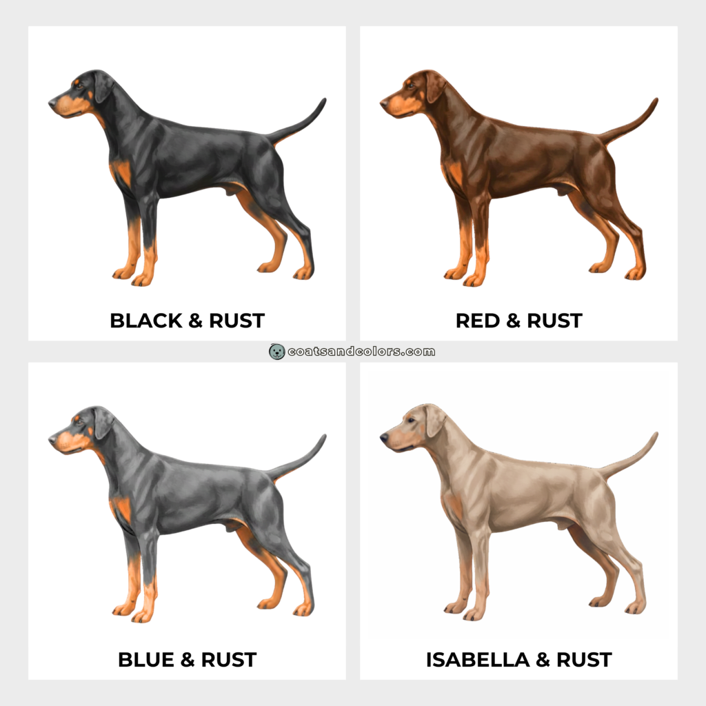 coatsandcolors.com Doberman colors base colors