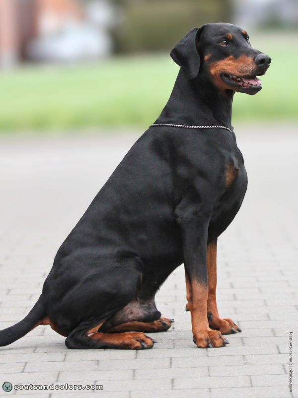 coatsandcolors.com Doberman colors base pattern tan point