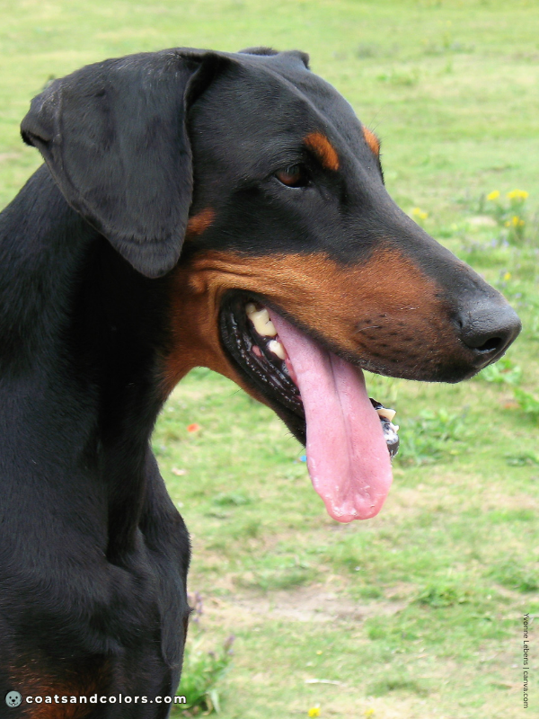 coatsandcolors.com Doberman colors black 6