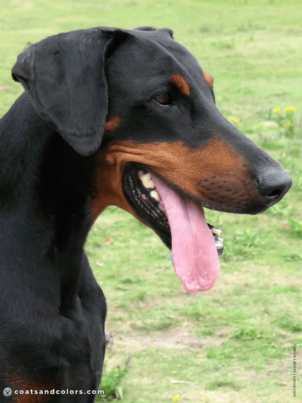 coatsandcolors.com Doberman colors black 6