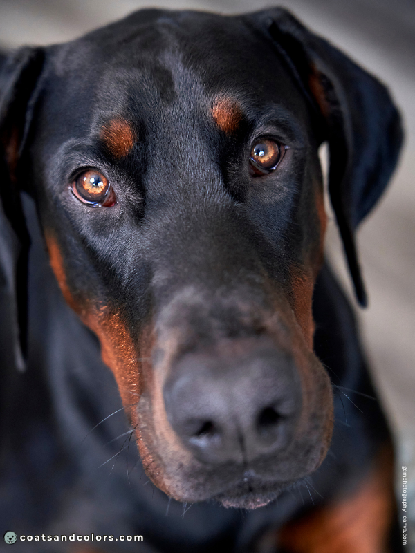 coatsandcolors.com Doberman colors black light eyes puppy