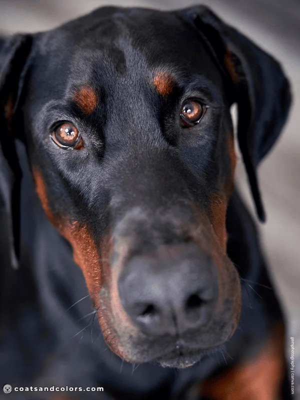 coatsandcolors.com Doberman colors black light eyes puppy