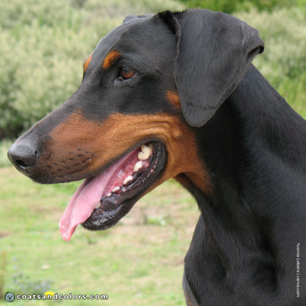 coatsandcolors.com Doberman colors black nose 2