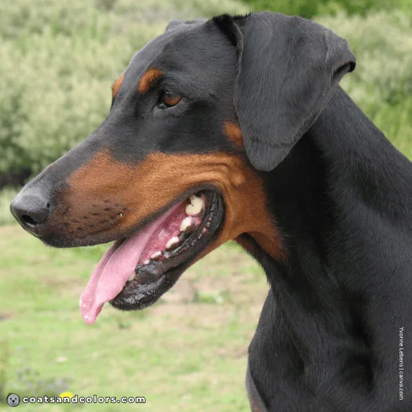 coatsandcolors.com Doberman colors black nose 2