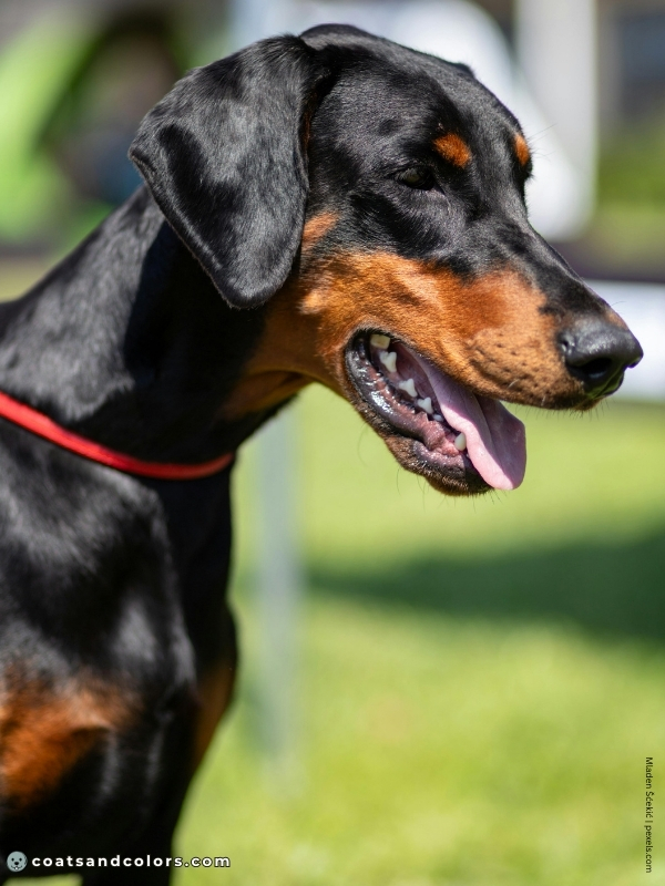 coatsandcolors.com Doberman colors black rust 1