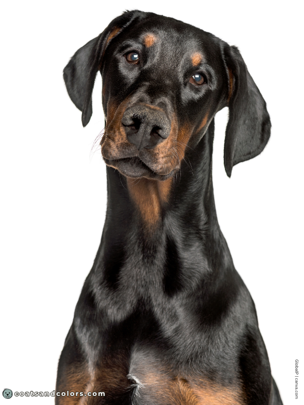 coatsandcolors.com Doberman colors black rust 2