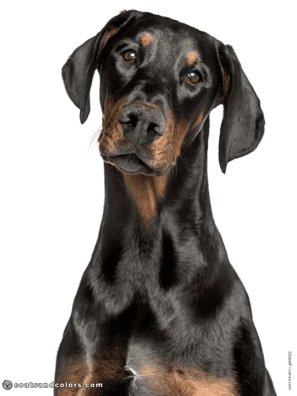 coatsandcolors.com Doberman colors black rust 2