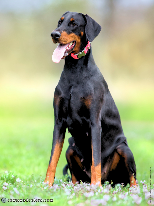 coatsandcolors.com Doberman colors black rust 3