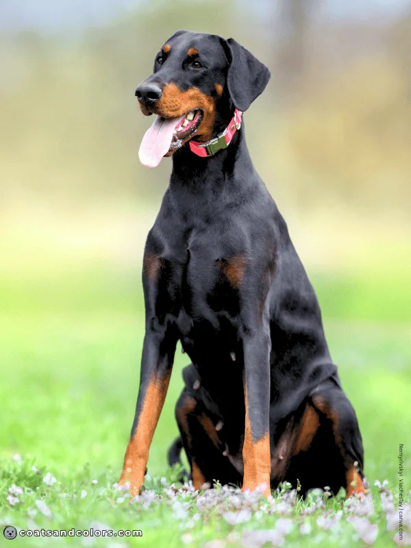 coatsandcolors.com Doberman colors black rust 3