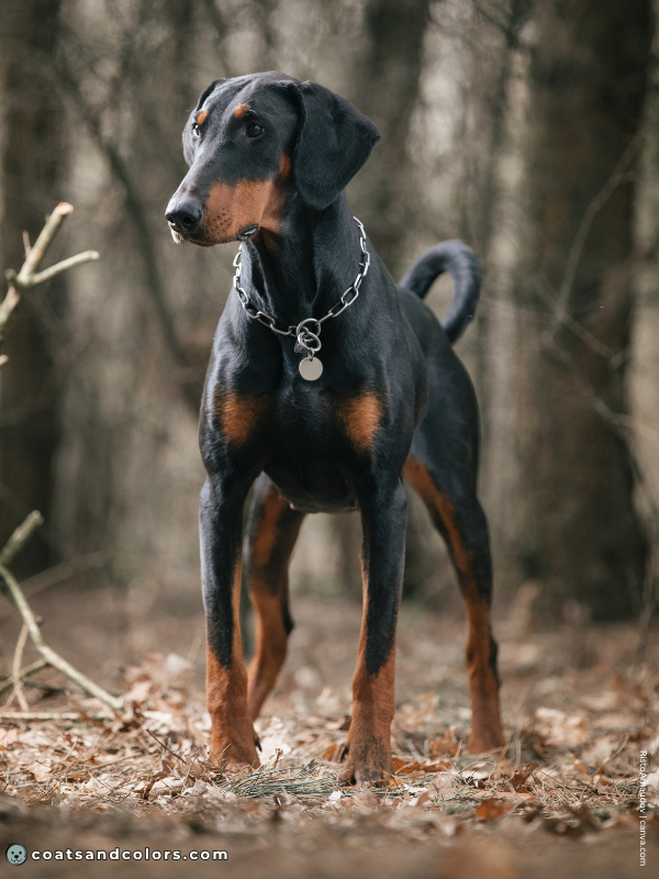 coatsandcolors.com Doberman colors black tan 5