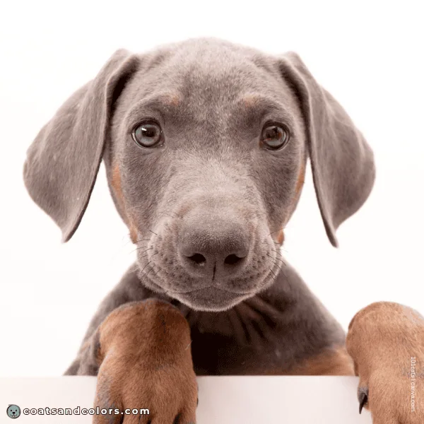 coatsandcolors.com Doberman colors blue eye color