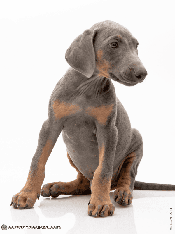 coatsandcolors.com Doberman colors blue puppy
