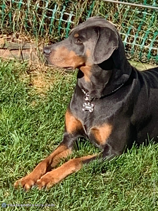 coatsandcolors.com Doberman colors blue rust 1