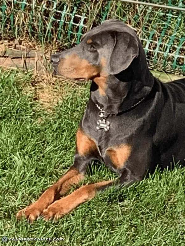 coatsandcolors.com Doberman colors blue rust 1