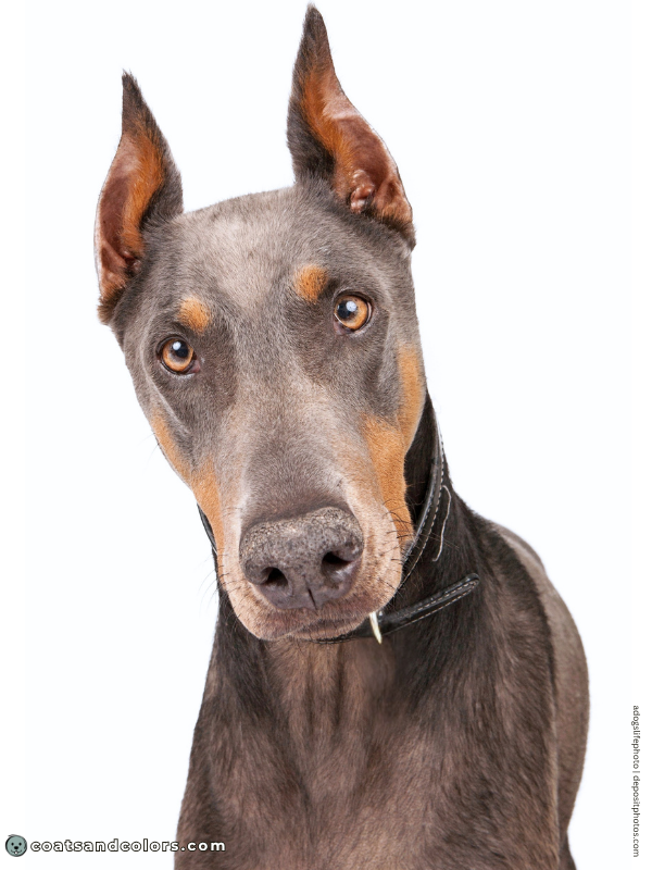 coatsandcolors.com Doberman colors blue rust 2