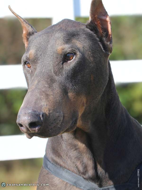 coatsandcolors.com Doberman colors blue rust 3