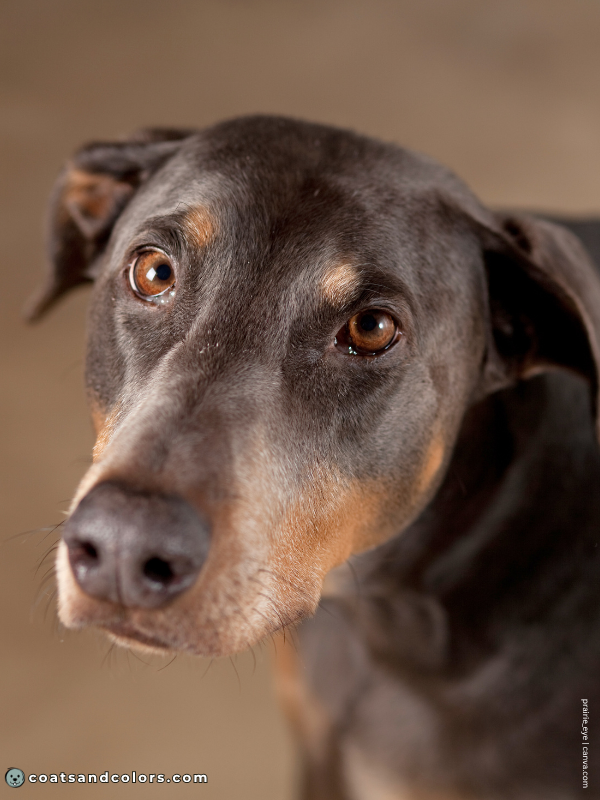coatsandcolors.com Doberman colors blue rust 4