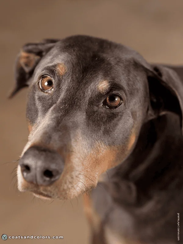 coatsandcolors.com Doberman colors blue rust 4