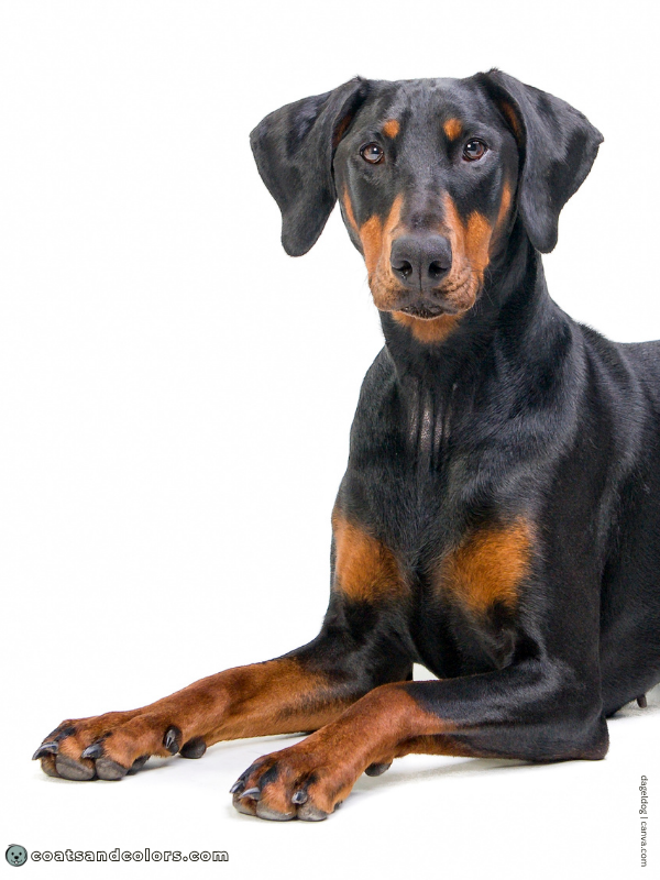 coatsandcolors.com Doberman colors bright markings