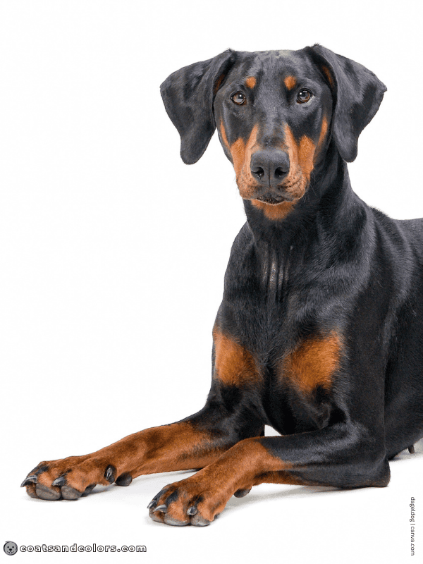 coatsandcolors.com Doberman colors bright markings