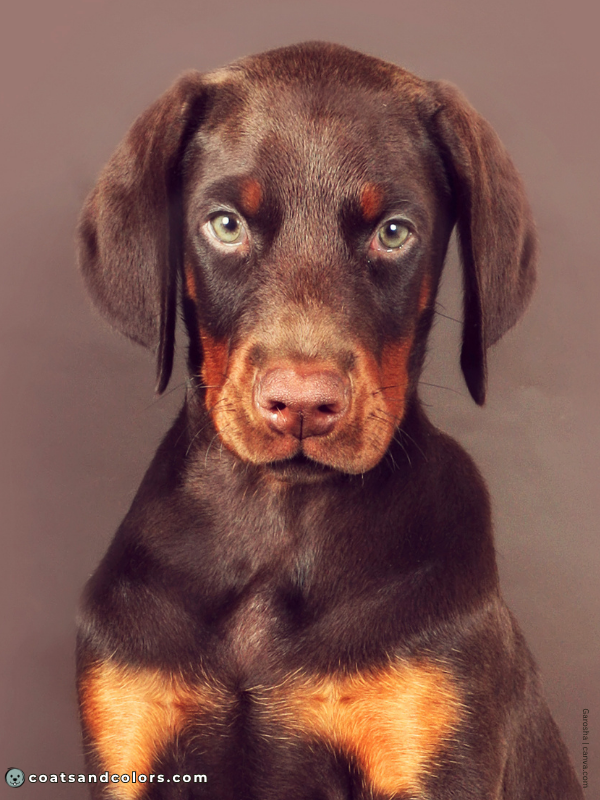 coatsandcolors.com Doberman colors brown eye colors puppy