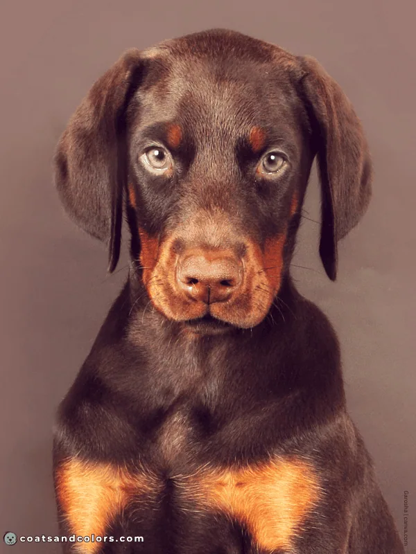 coatsandcolors.com Doberman colors brown eye colors puppy
