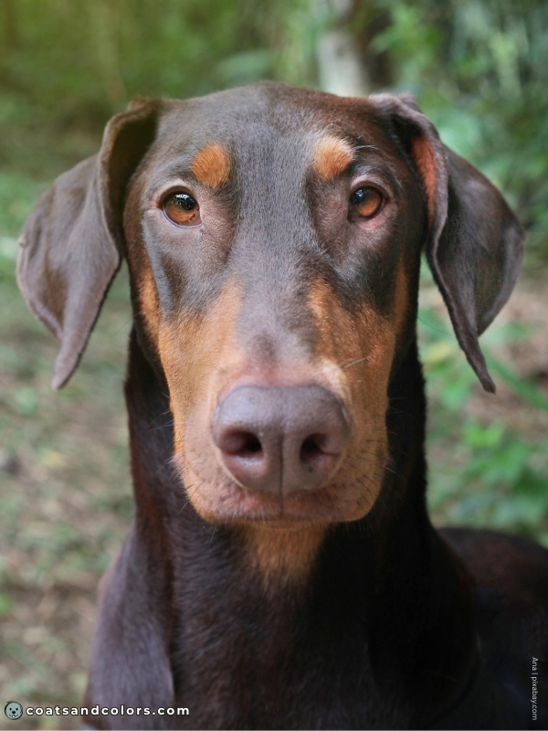 coatsandcolors.com Doberman colors brown eye colors