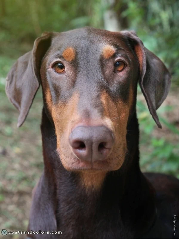 coatsandcolors.com Doberman colors brown eye colors