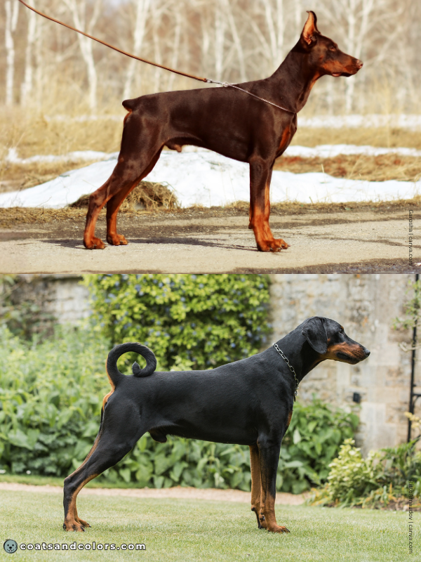coatsandcolors.com Doberman colors cropped docked vs natural