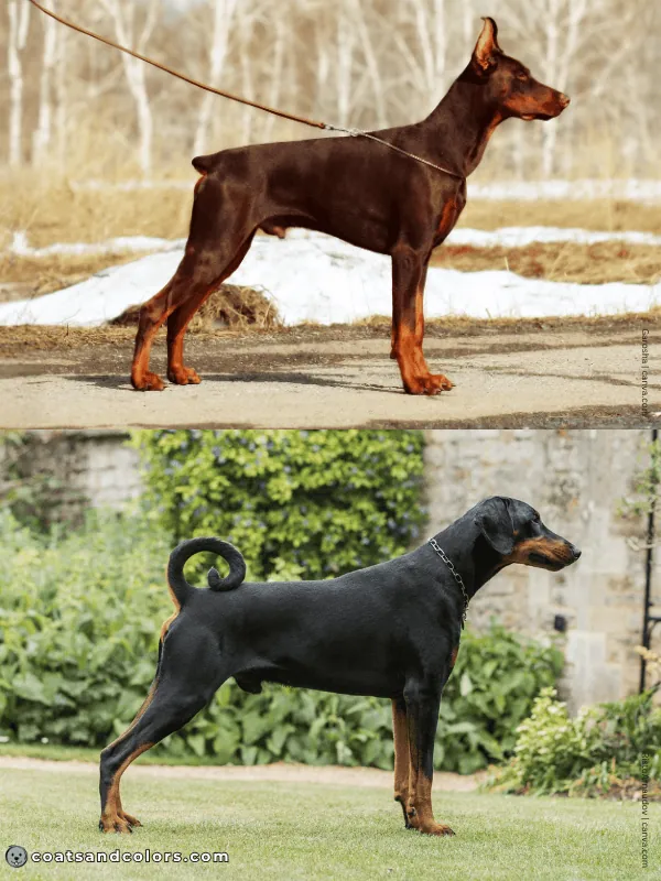 coatsandcolors.com Doberman colors cropped docked vs natural