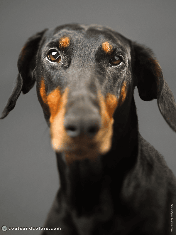 coatsandcolors.com Doberman colors dark eyes