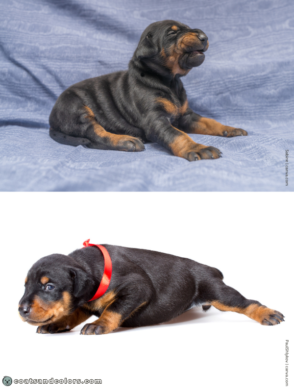 coatsandcolors.com Doberman colors dark puppy overlay 1