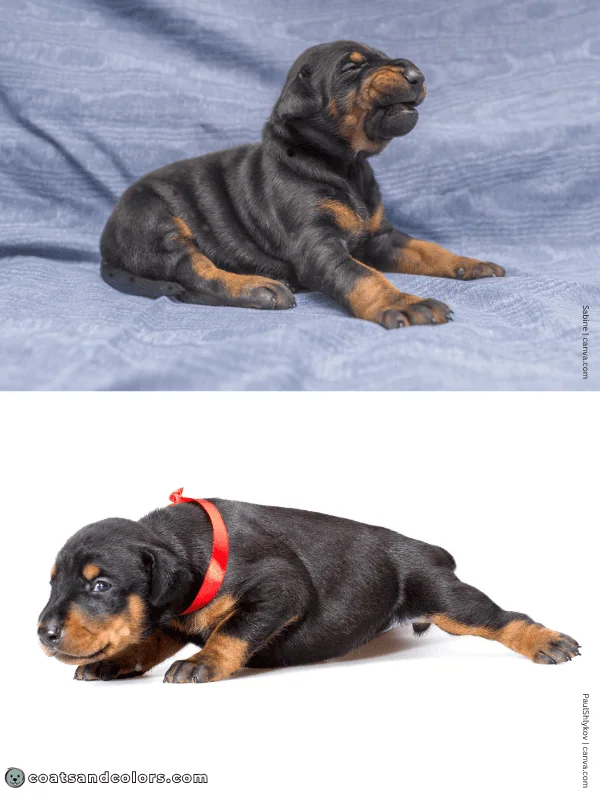 coatsandcolors.com Doberman colors dark puppy overlay 1