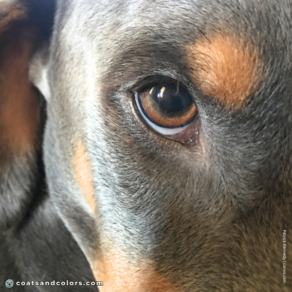coatsandcolors.com Doberman colors diluted black eye color