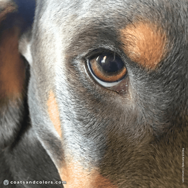 coatsandcolors.com Doberman colors diluted black eye color