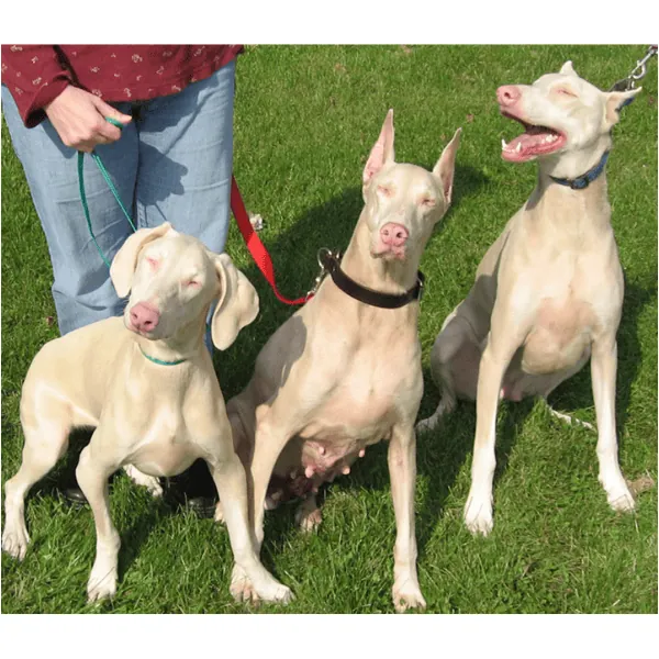 coatsandcolors.com Doberman colors faulty colors albino