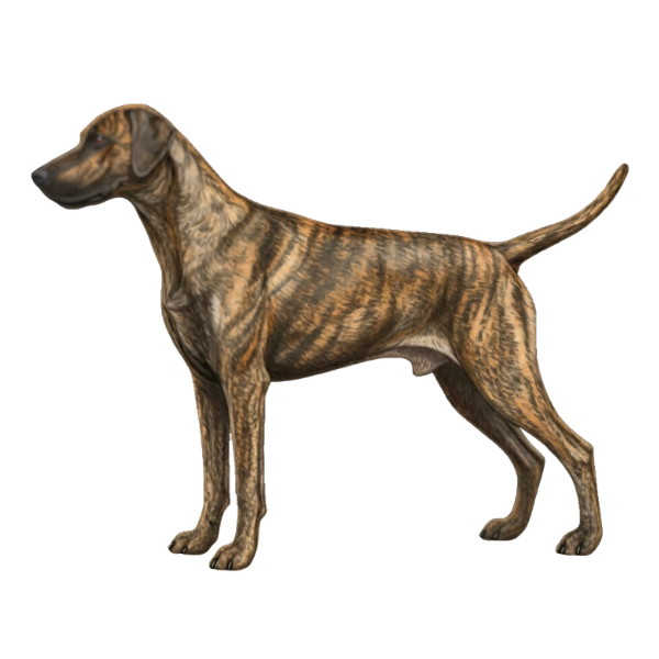 coatsandcolors.com Doberman colors faulty colors brindle
