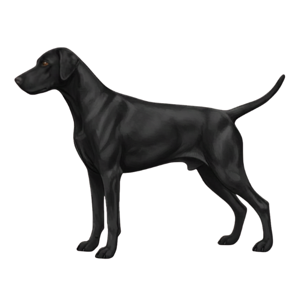 coatsandcolors.com Doberman colors faulty colors melanistic black