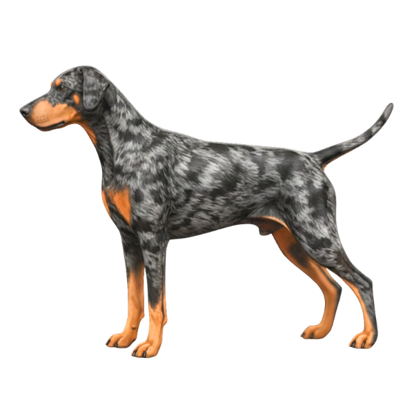 coatsandcolors.com Doberman colors faulty colors merle