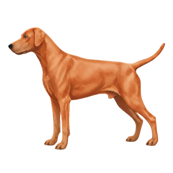 coatsandcolors.com Doberman colors faulty colors solid tan