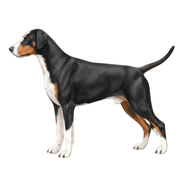 coatsandcolors.com Doberman colors faulty colors tricolor