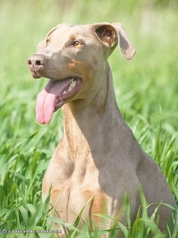 coatsandcolors.com Doberman colors isabella rust 2