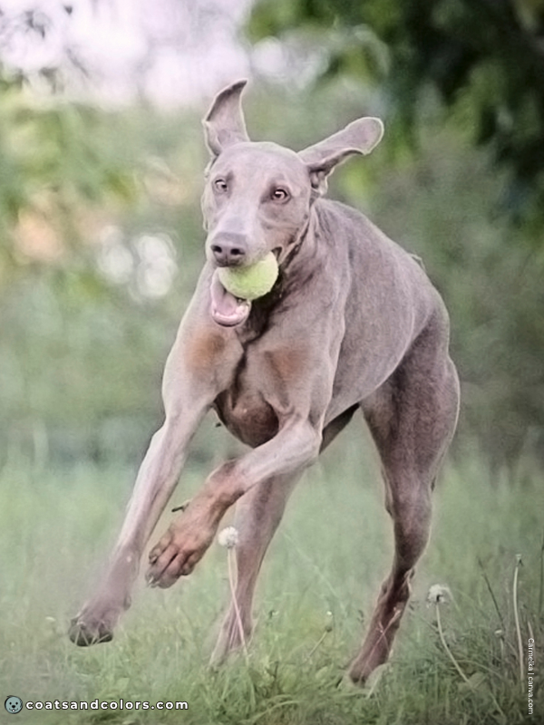 coatsandcolors.com Doberman colors isabella rust 3