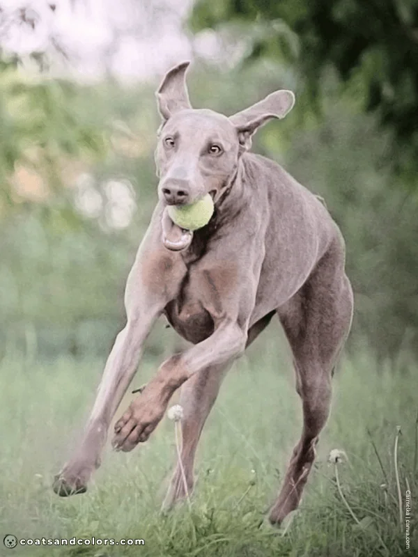 coatsandcolors.com Doberman colors isabella rust 3