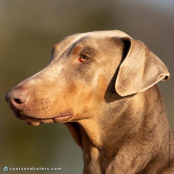 coatsandcolors.com Doberman colors lilac tan fawn 1