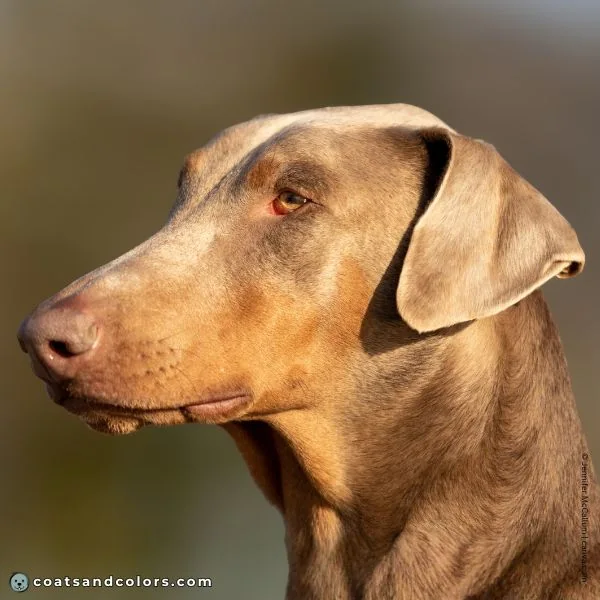 coatsandcolors.com Doberman colors lilac tan fawn 1
