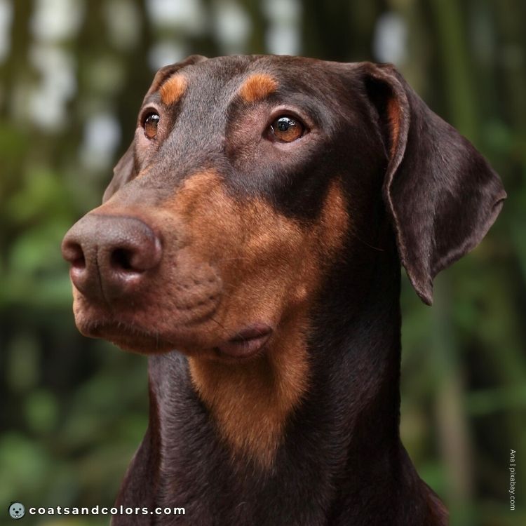 coatsandcolors.com Doberman colors liver nose