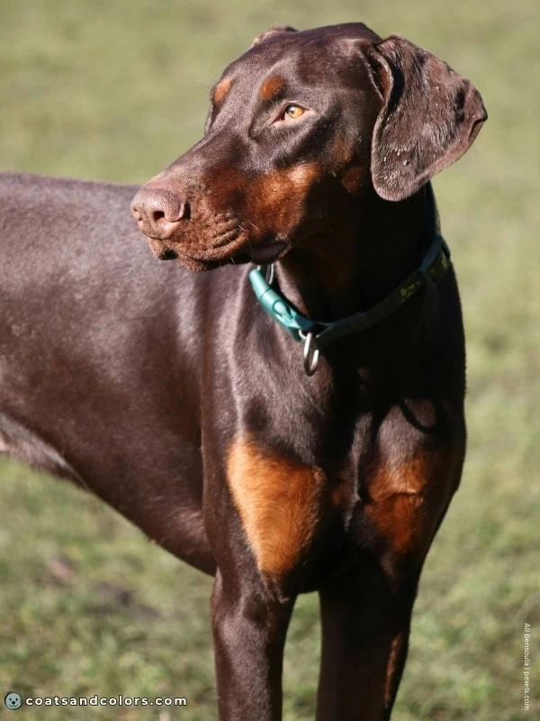 coatsandcolors.com Doberman colors red rust 2